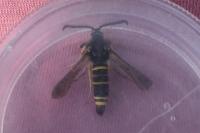 Paranthrene tabaniformis