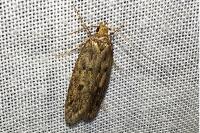 Hofmannophila pseudospretella