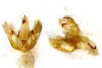 Hofmannophila pseudospretella