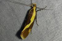 Harpella forficella