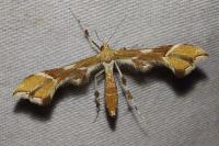 Cnaemidophorus rhododactylus