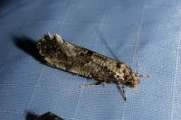 Morophaga choragella