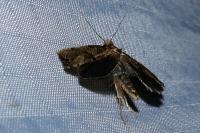Morophaga choragella