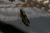 Argyresthia conjugella