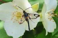 Synanthedon myopaeformis