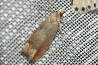 Eucosma conterminana