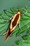 Harpella forficella