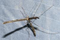 Stenoptilia