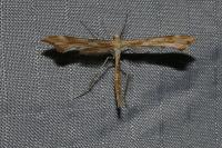 Gillmeria pallidactyla