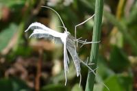 Pterophorus pentadactylus