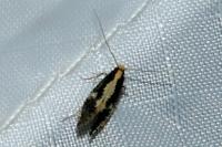 Monopis obviella