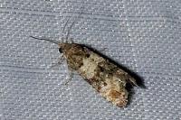 Piniphila bifasciana