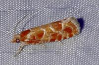 Rhyacionia pinicolana