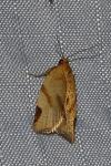 Paramesia gnomana