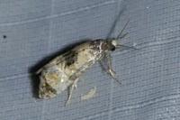 Cochylis