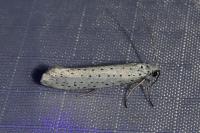Yponomeuta evonymella