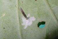 Coleophora saponariella