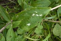 Coleophora saponariella
