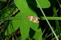 Celypha