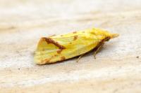 Agapeta hamana