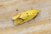 Agapeta hamana