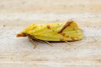 Agapeta hamana