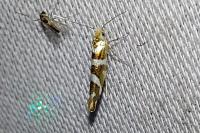 Argyresthia goedartella