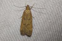 Helcystogramma lutatella