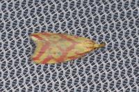 Hypercallia citrinalis
