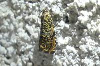 Enarmonia formosana