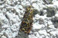 Enarmonia formosana
