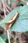 Harpella forficella