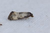 Neocochylis dubitana