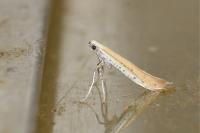 Aspilapteryx tringipennella