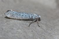 Yponomeuta evonymella