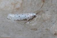 Yponomeuta