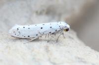 Yponomeuta