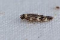 Oegoconia