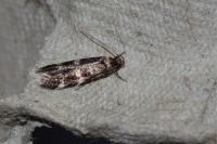 Oegoconia