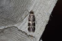 Oegoconia