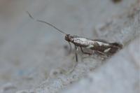 Calybites phasianipennella