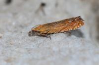 Lathronympha strigana