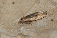 Eucosma gr. cana