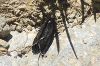 Typhonia ciliaris