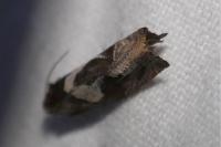 Epiblema foenella