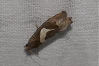 Epiblema foenella