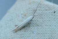 Coleophora striatipennella