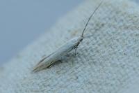 Coleophora striatipennella