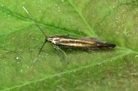 Coleophora alcyonipennella