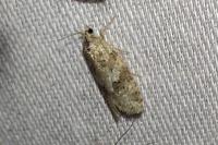 Cnephasia genitalana